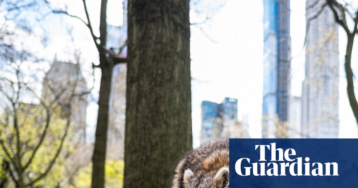 City life is reshaping raccoons – and may be nudging them toward domestication | Wildlife