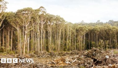 Australian environment laws set for biggest overhaul in decades