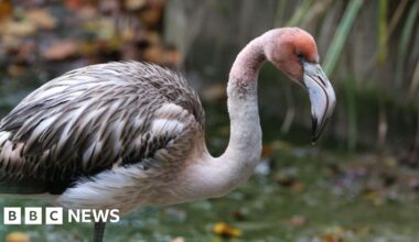 Search goes on for 'naughty teenager' flamingo missing from Hayle