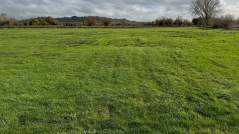 Somerset Drainage Board A green field with a number of rolling bumps in it. In the distance is a the skyline, marked out by trees and, further away, a hill with Glastonbury Tor on.