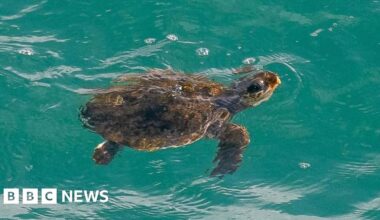 Concerns as 'vulnerable' turtle spotted off Cornwall coast