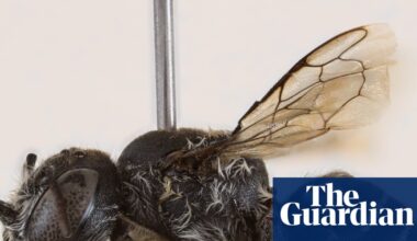 Bee-elzebub: new horned ‘Lucifer’ bee discovered in Western Australia | Australia news