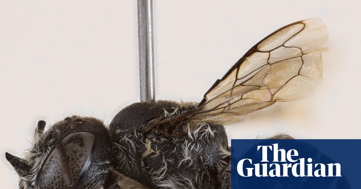 Bee-elzebub: new horned ‘Lucifer’ bee discovered in Western Australia | Australia news