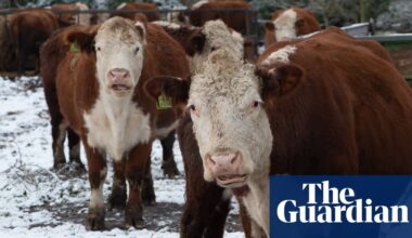 Why the plan for a ‘forest city’ is not as green as it sounds | Green building