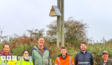 Redundant Bognor Regis power poles get new role helping wildlife
