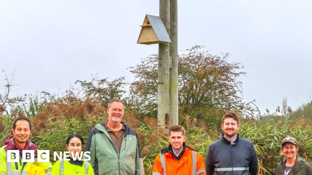 Redundant Bognor Regis power poles get new role helping wildlife