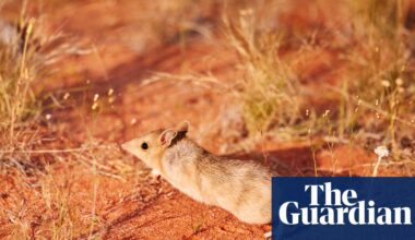 ‘Taking back the desert’: can Australia’s small marsupials learn how to live alongside their predator, the feral cat? | Australia news