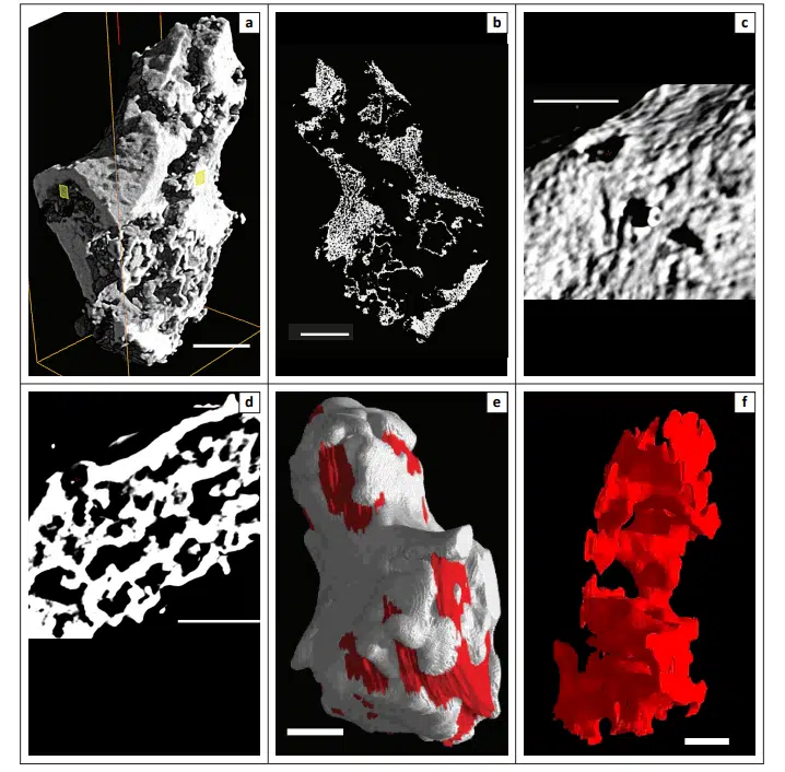 3d Visualization Of Fossils Showing Different Views Of The Specimen
