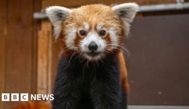 Endangered red panda arrives at Hertfordshire Zoo
