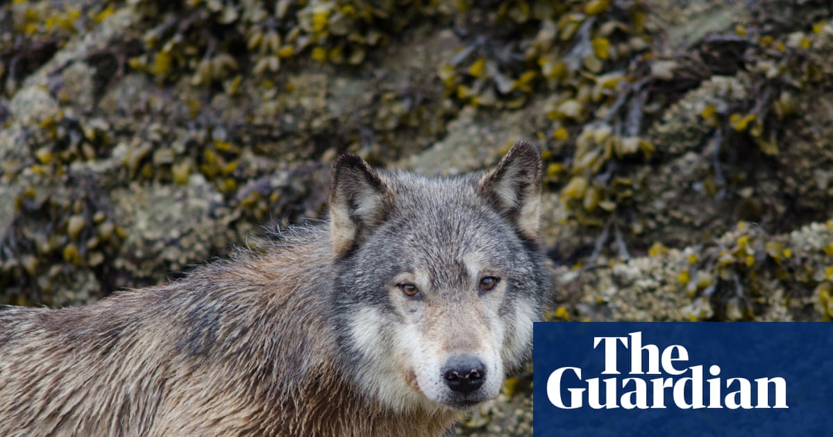 Raiders of the lobster pot: wily wolves learn to haul in Canadian crab traps | Animals