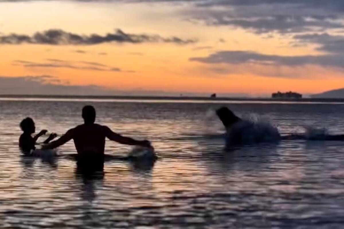 Ennio Titarenko and Andrew Wierzbicki are startled by a lunging bull sea lion during an early morning cold dip at Esquimalt Lagoon Nov. 24. (Courtesy of Ennio Titarenko)