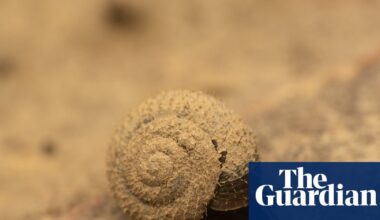 Search is on for the German hairy snail in London | Wildlife