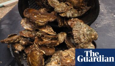 Country diary: Pearls of the ocean that might just return to British shores | Oysters