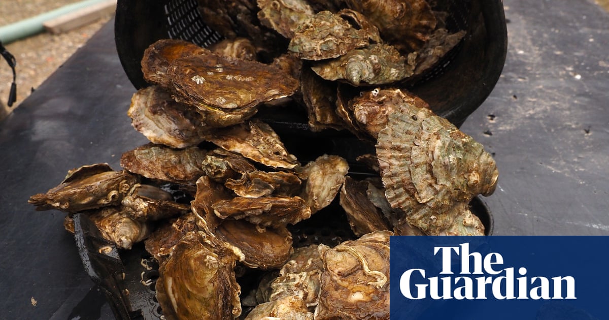 Country diary: Pearls of the ocean that might just return to British shores | Oysters
