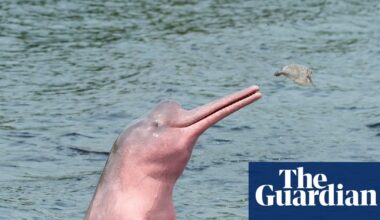 Amazon lakes hit ‘unbearable’ hot-tub temperatures amid mass die-offs of pink river dolphins – study | Amazon rainforest
