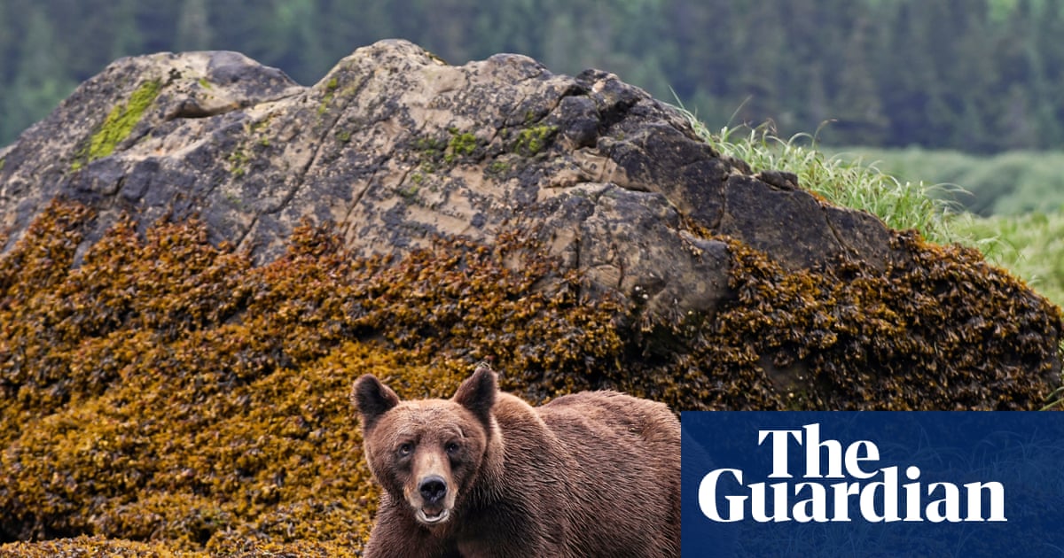 Grizzly bear that attacked children and teachers in Canada still eludes searchers | Canada