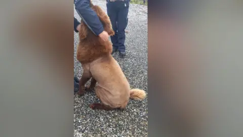 An Garda Síochána Clare A photo of Mouse, a large brown Newfoundland dog. His coat is shaved and thicker from the neck to head and at the bottom of his tail. He is being petted by a police officer outside. 