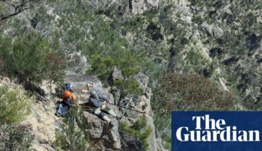 Gumnuts, baby! How two abseiling horticulturalists rescued specimens from an endangered tree | Wildlife
