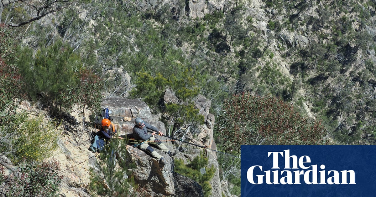 Gumnuts, baby! How two abseiling horticulturalists rescued specimens from an endangered tree | Wildlife