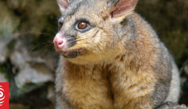 New Plymouth's possum hotspots revealed
