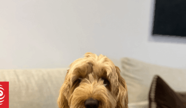 Photo gallery: Pets relaxing to RNZ Concert's soothing sounds for Guy Fawkes