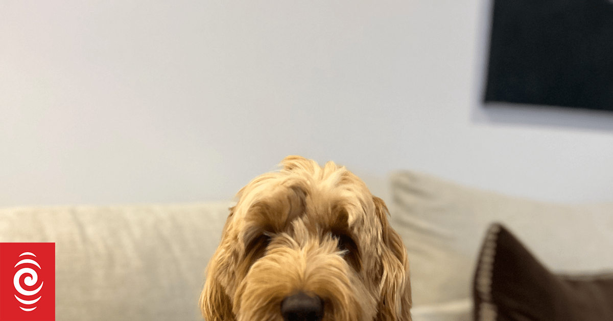 Photo gallery: Pets relaxing to RNZ Concert's soothing sounds for Guy Fawkes