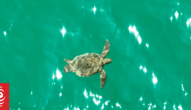 Turtles found foraging in Rangaunu Harbour