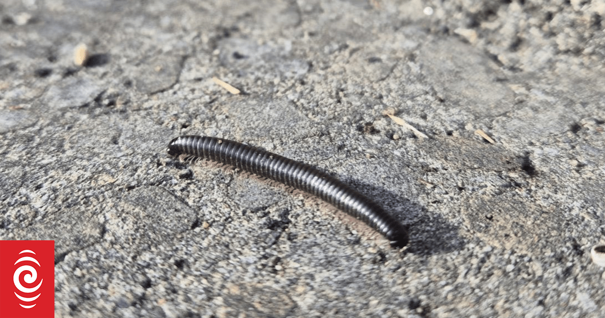 Invasive Portuguese millipede spreads beyond Wellington