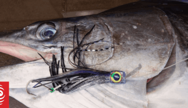 Recreational fishers oppose removal of protections for marlin