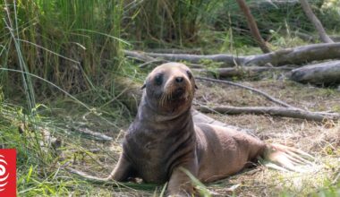 Reward for information on Catlins sea lions killings extended to Waitaki River incident
