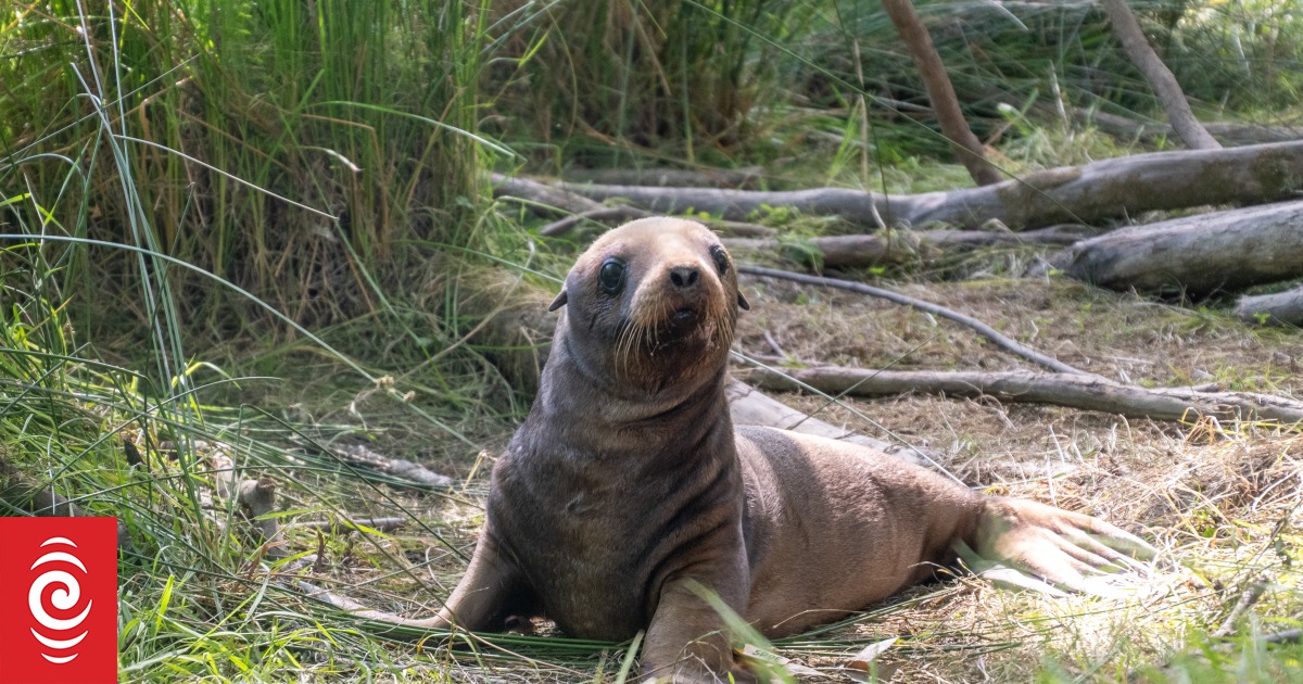 Reward for information on Catlins sea lions killings extended to Waitaki River incident
