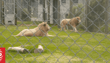 Animal welfare group HUHA tries to save five lions at Kamo Wildlife Sanctuary