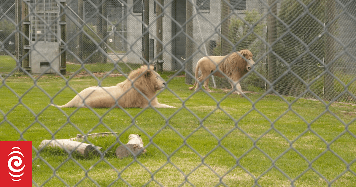 Animal welfare group HUHA tries to save five lions at Kamo Wildlife Sanctuary