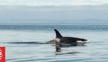 Orcas seen hunting great white sharks to eat their livers in drone footage recorded in Mexico