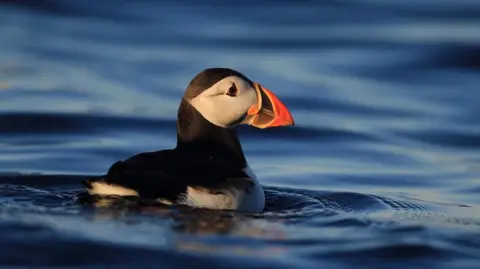 Ronald Surgenor/PA Wire A black and white puffin with a large orange and black beak puffin sailing on blue water