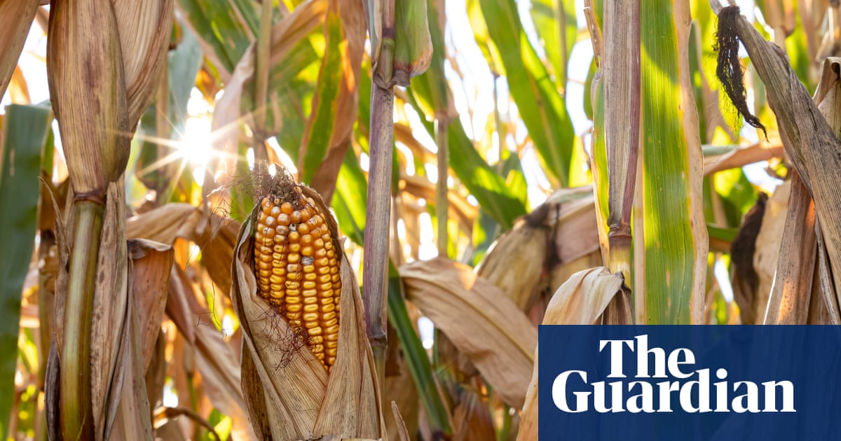 Trump officials set to approve ‘forever chemical’ as pesticide ingredient | Pfas