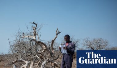 ‘There is no money’: As carbon markets collapse, what happens to the forests they promised to protect? | Carbon offsetting
