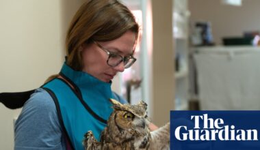 Owl described as ‘fighter’ set to fly free after falling into cement mixer in Utah | Utah
