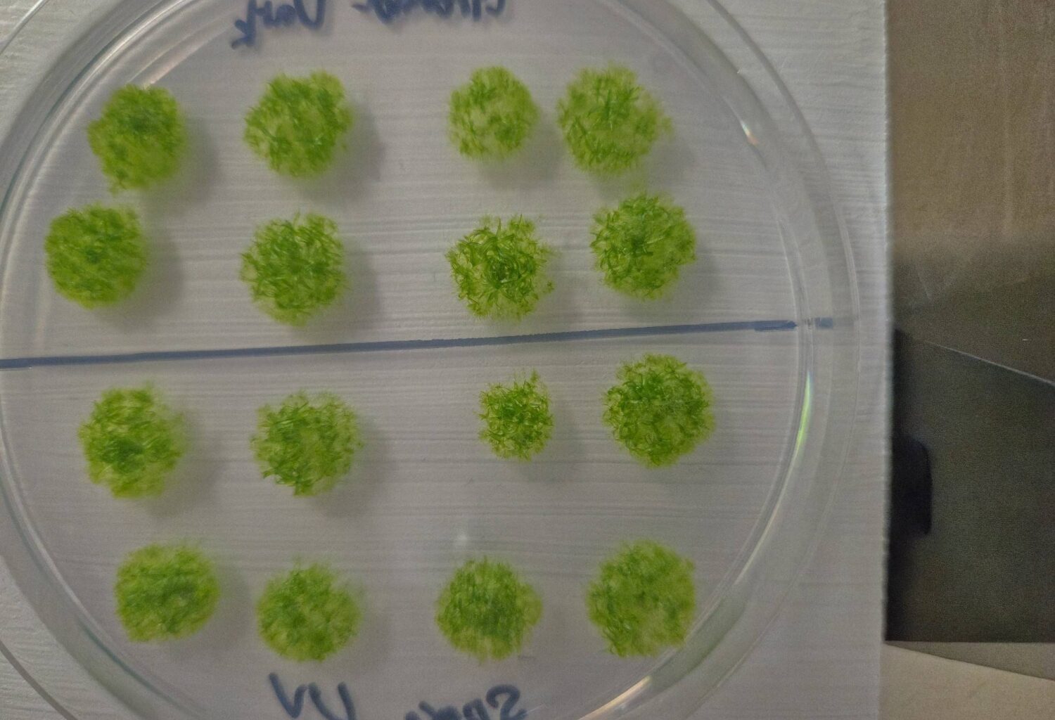 Moss spores can survive in space, Japan researchers say