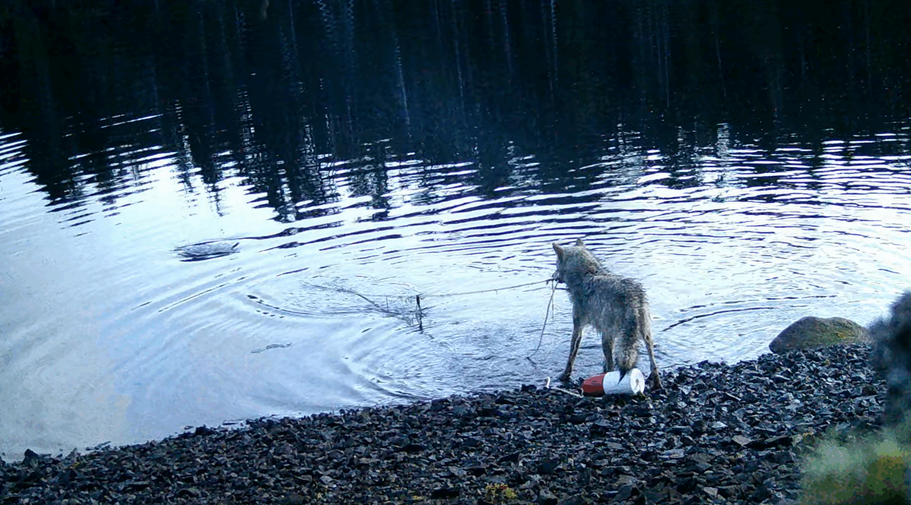 Wolf stealing underwater crab traps caught on camera for the first time — signalling 'new dimension' in their behavior