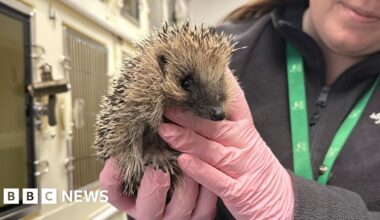 Tips to support hedgehogs from rescue charity Secret World