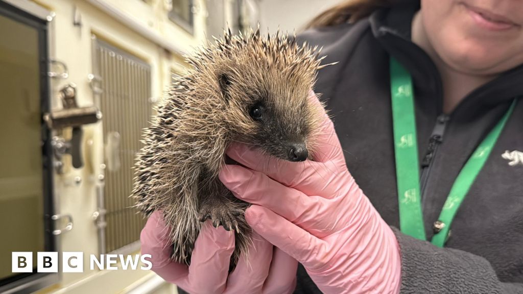 Tips to support hedgehogs from rescue charity Secret World
