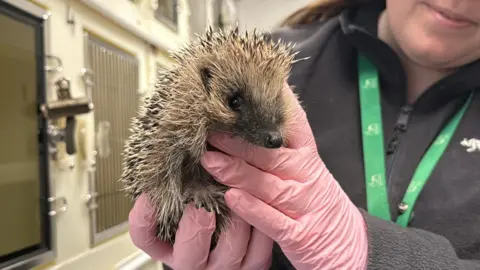 BBC Women in pink gloves holding a prickly hedgehog up to the camera.