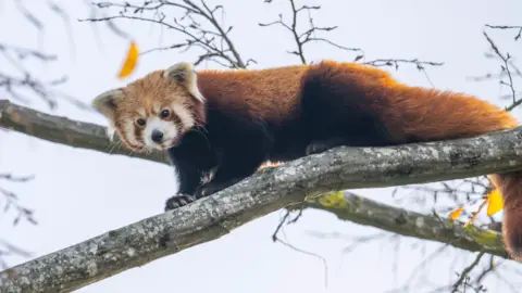 Hertfordshire Zoo A red panda balanced along a tree branch