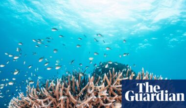 Great Barrier Reef could recover from rapid coral decline if global heating was kept to 2C, study finds | Great Barrier Reef