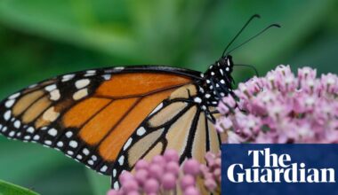 Trump officials reveal plan to roll back regulations in Endangered Species Act | Trump administration