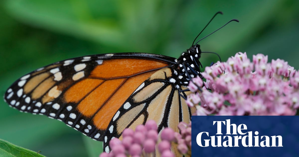 Trump officials reveal plan to roll back regulations in Endangered Species Act | Trump administration