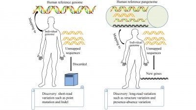 Human pangenome: far-reaching implications in precision medicine