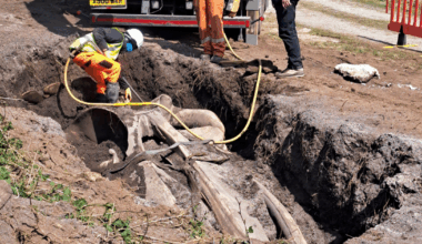Scientists dig up two-ton whale skull in 10-hour excavation | Interests
