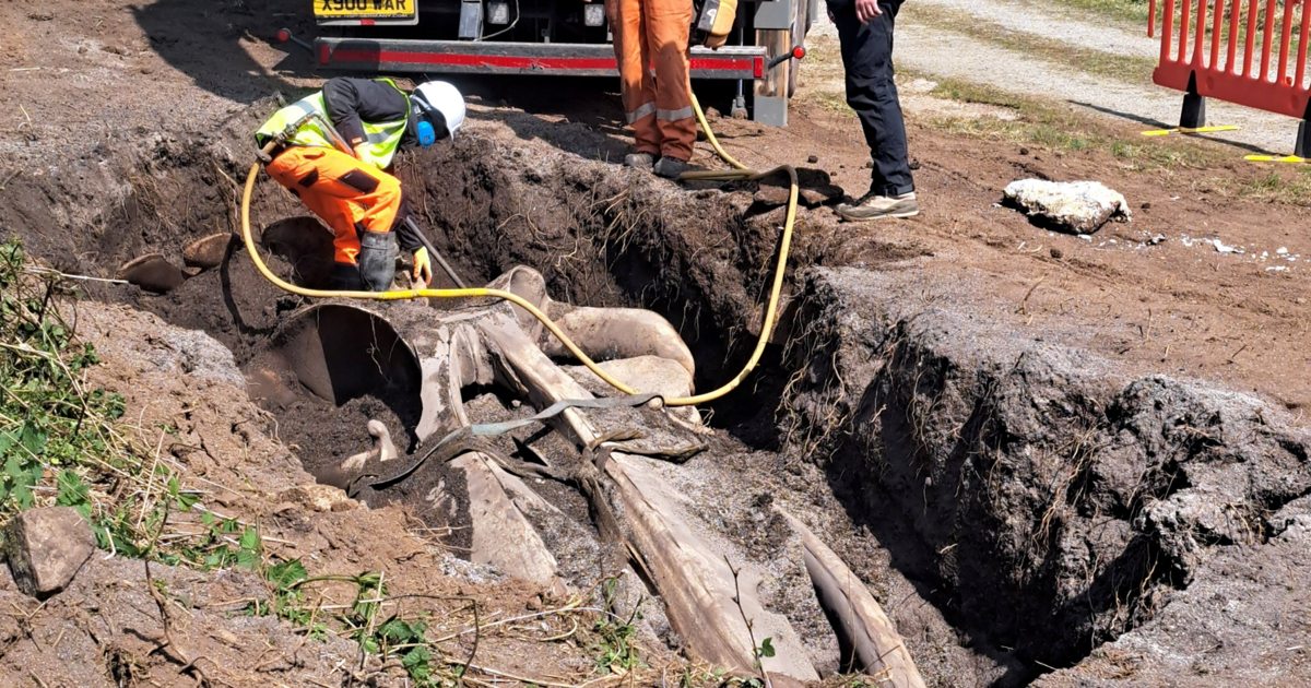Scientists dig up two-ton whale skull in 10-hour excavation | Interests